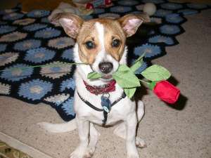 Jack russell talie mini