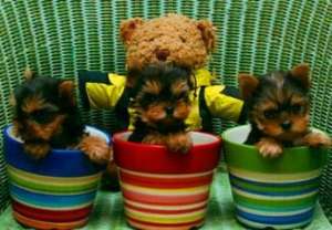 vand puiuti yorkshire terrier toy ^%