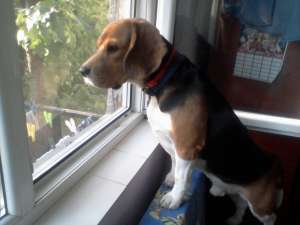 mascul beagle pentru monta