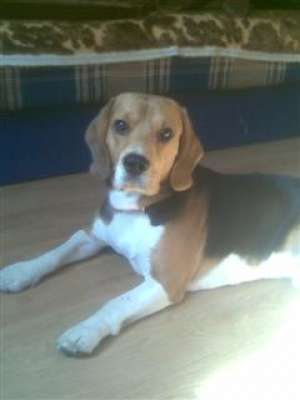 mascul beagle pentru monta