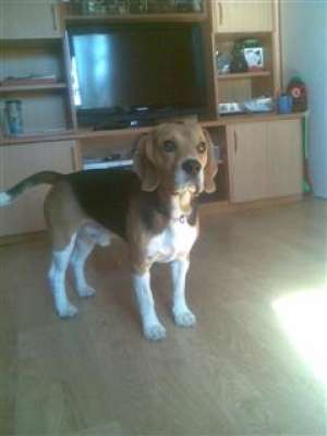 mascul beagle pentru monta