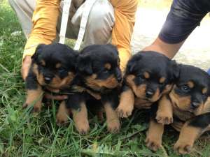 catei rottweiler