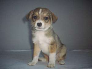 Jack russell Puiul Jucaus