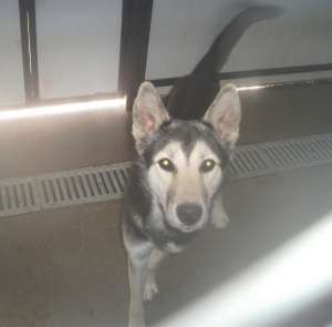 Metis de Husky de un an