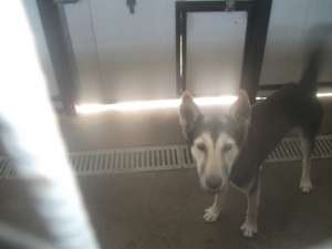 Metis de Husky de un an