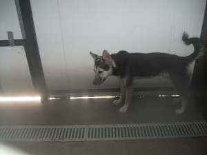 Metis de Husky de un an