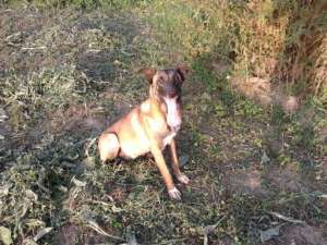 vand urgent 2 femele malinois in varsta de 9 luni