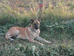 vand urgent 2 femele malinois in varsta de 9 luni