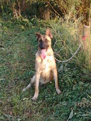 vand urgent 2 femele malinois in varsta de 9 luni