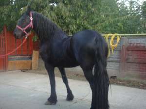 vand frizzieni