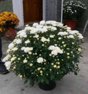 Vand crizanteme multiflora