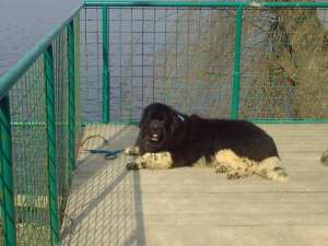 BEST-DOGS   CEI MAI BUNI