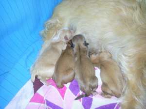 vand bichon havanez 3 saptamani