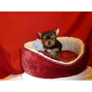 vand puiuti yorkshire terrier toy ^*