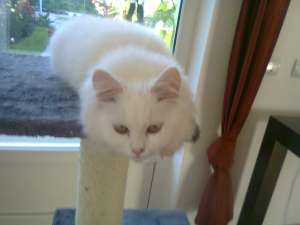 Motanel Alb Birmanez
