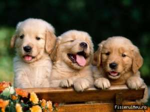 Medic veterinar vand catei Labrador si Golden Retriever