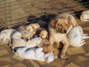 Medic veterinar vand catei Labrador si Golden Retriever