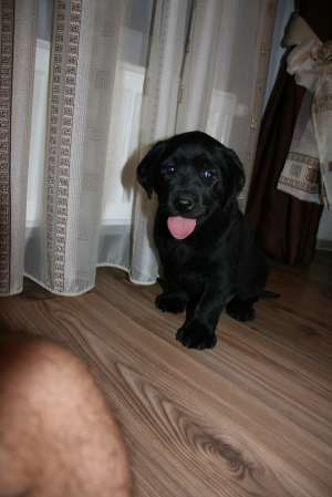 Labrador negru superb (fetita)