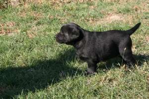 Labrador negru superb (fetita)