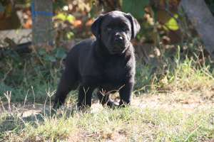 Labrador negru superb (fetita)
