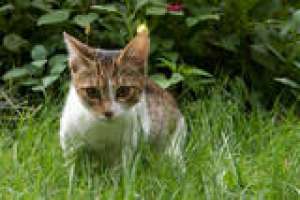 Ofer spre adoptie 2 pisicute tigrate