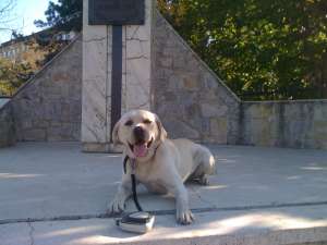 dresaj canin buzau
