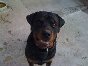 dresaj canin buzau