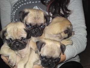 vand pui mops/pug bej