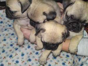 vand pui mops/pug bej