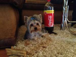 Ofer Pentru Monta Mascul Yorkshire Terrier TOY ! YORKIE