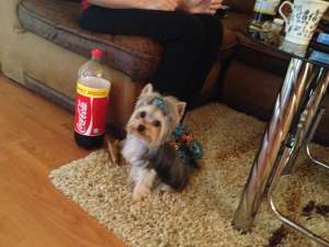 Ofer Pentru Monta Mascul Yorkshire Terrier TOY ! YORKIE