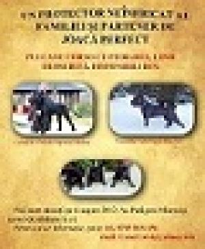 Pui Cane Corso Pedigree,    Linie DeosebitaA