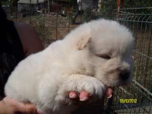 PUI CHOW CHOW TOATE CULORILE