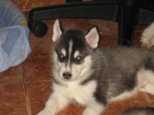 VAND PUI HUSKY SIBERIAN RASA PURA CU SAU FARA PEDIGREE PRET DE LA 500 LEI