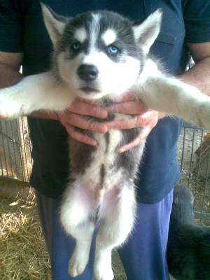 VAND PUI HUSKY SIBERIAN RASA PURA CU SAU FARA PEDIGREE PRET DE LA 500 LEI