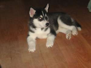 VAND PUI HUSKY SIBERIAN RASA PURA CU SAU FARA PEDIGREE PRET DE LA 500 LEI