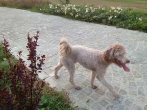 PIERDUT CANIS CREM