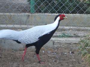 Pauni, fazani si rate