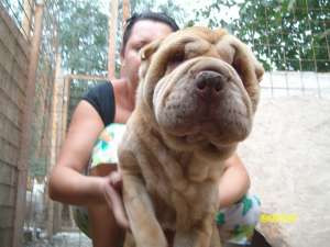 SHAR-PEI ADULTI DE CALITATE-SUPEROFERTA