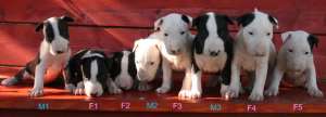Pui Bull Terrier pentru companie sau show