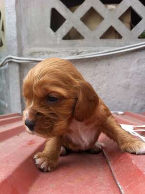 pui cocker