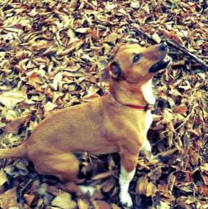 Ofer monta MASCUL Jack Russel
