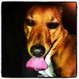 Ofer monta MASCUL Jack Russel