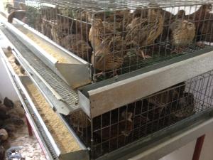 vand prepelițe mature și pui diferite varste oua pentru consum si incubat la cerere garant