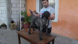 Vand Perro de Presa Canario