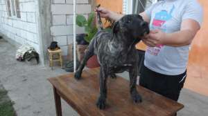 Vand Perro de Presa Canario