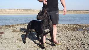 Vand Perro de Presa Canario
