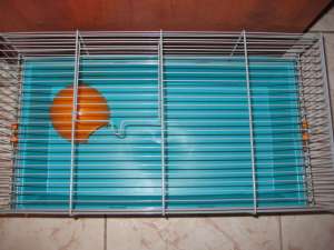 Vind cusca hamster sau porcusor de guineea