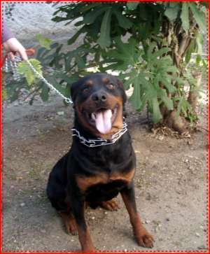 Catei Rottweiler!Calitate la pret de crescator, FARA INTERMEDIARI.