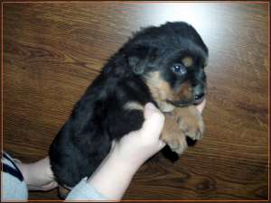 Catei Rottweiler!Calitate la pret de crescator, FARA INTERMEDIARI.